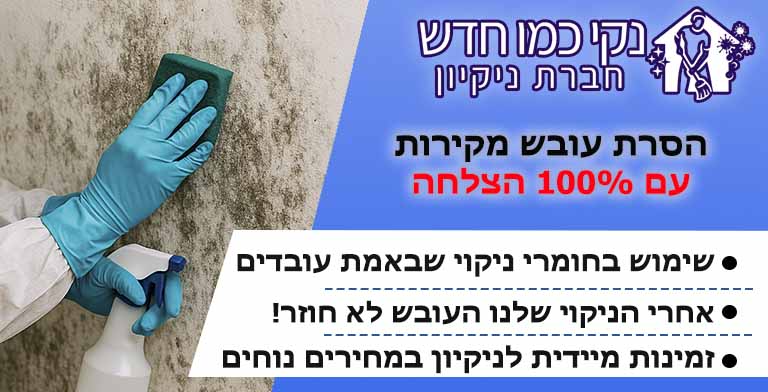 הסרת עובש מקירות